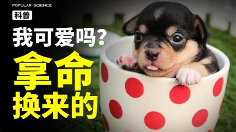 “人造狗”茶杯犬：可爱背后的我生不如死腾讯视频