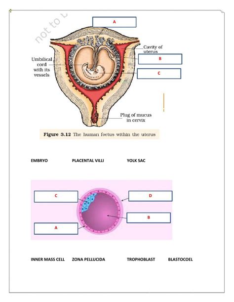 Diagram Test Human Reproduction Worksheet Live Worksheets