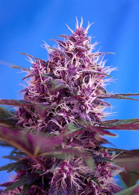 Green Poison® Strain Info Green Poison® Weed By Sweet Seeds Growdiaries