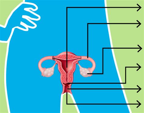 How The Female Reproductive System Works