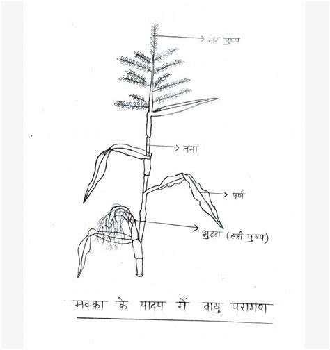 Maize Plant Diagram