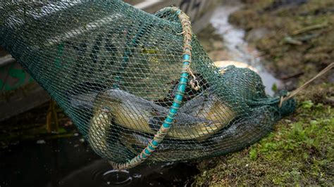 Freshwater eel research by Arthur Rylah Institute…