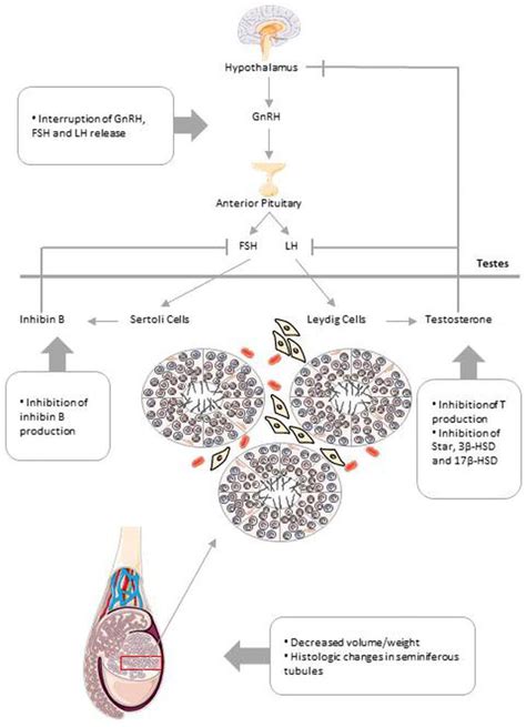 The Role Of Endocrine Disrupting Chemicals In Male Fertility Decline