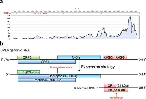 A CVEV Genome Coverage By HTS Reads Alignments Were Performed Using