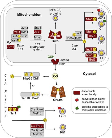 Influence Of Oxygen And Cellular Thiol Redox Levels On Fes Protein