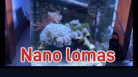 Acuario Nano Reef Marino 18 Litros Lomas Como Vamos YouTube