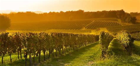 Alsace Wine Tour Taste The Best Wines From Colmar Half Day