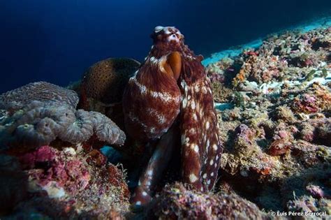 Day Octopus (Octopus cyanea) · iNaturalist