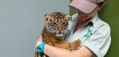 Bengal Tiger Cubs Images