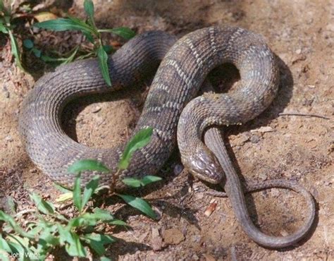 Meet New Yorks 17 Slithery Snakes 3 Are Venomous Potentially Deadly