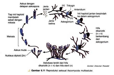 Ciri Ciri Ascomycota Struktur Habitat Reproduksi Contoh Dan Peran