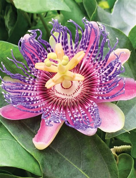 Passion Flower