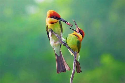 Mother Bird Feeding Her Baby | Most Beautiful Images