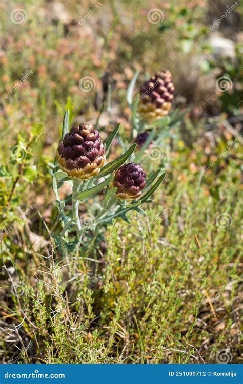 Maral Root Rhaponticum Carthamoides Roots Stock Photos Free Royalty