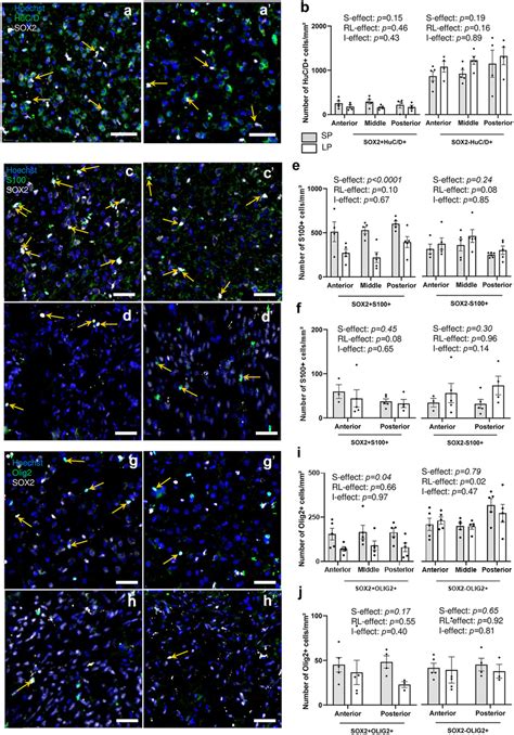 Higher Neuronal Astrocytic And Oligodendrocytic Progenitor Densities