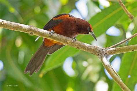 Oriole De Martinique Oriole De Martinique Icterus Bonana Flickr