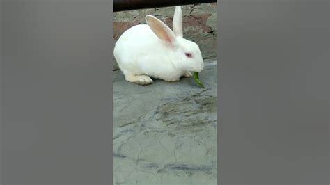 Rabbit Eating Pea Trend Animal Short Food Shortvideo Youtube 🐇