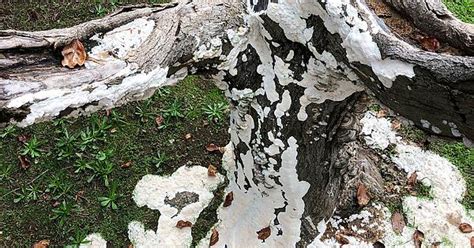 The Mushrooms On This Tree Look Like They’re Melting Off Album On Imgur