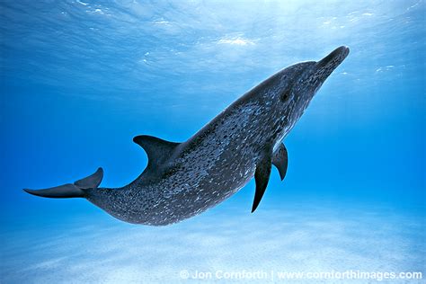 Atlantic Spotted Dolphin 1 | Blog | Cornforth Images