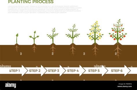 Stages Of Plant Growth Diagram