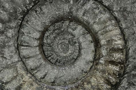 13" Spiny Jurassic Ammonite (Apoderoceras) Fossil - England (#243511) For Sale - FossilEra.com