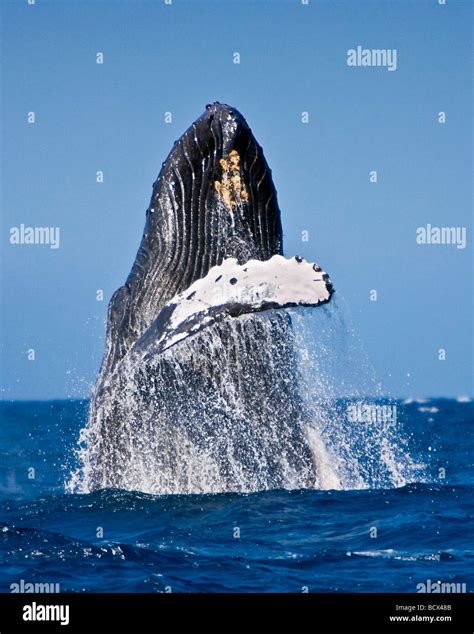 Breaching Humpback Whale Megaptera Novaeangliae Pacific Ocean Hawaii