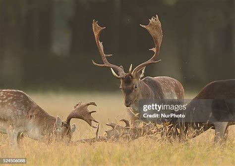 Locking Antlers Photos And Premium High Res Pictures Getty Images