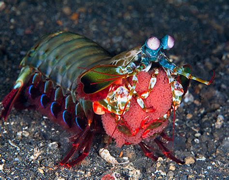 Reproduction Mantis Shrimp Resource