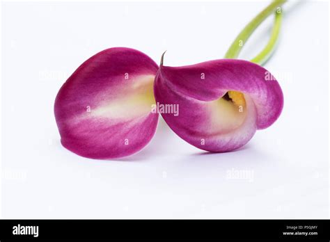 Red Arum Lily Zantedeschia Aethiopica Flower On White Background