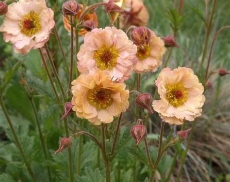 Geum Geum Chiloense Mrs Bradshaw 25 Seeds Etsy