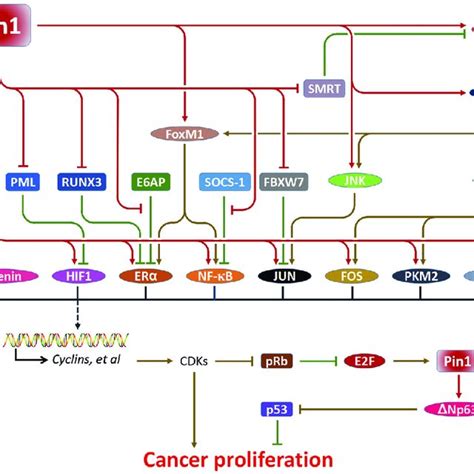 Pin Facilitates Multiple Proliferative Pathways In Cancer Pin