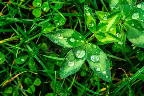 Os Pingos De Chuva Na Grama Da Planta Verde Imagem De Stock Imagem De