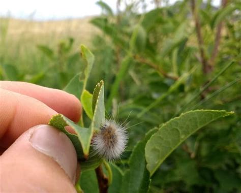 Hairy Lepidopteran Larvae On Chokecherry BugGuide Net