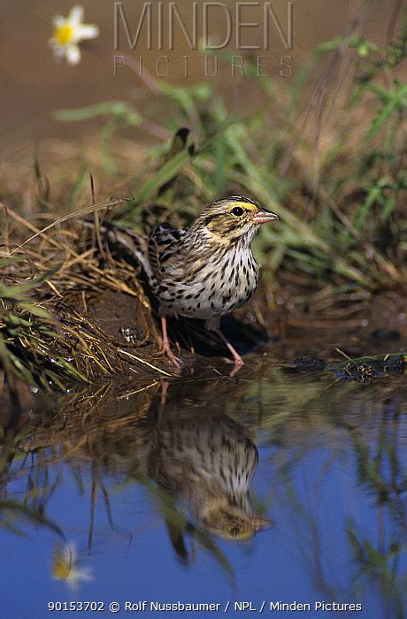 Song Sparrow Stock Photo Minden Pictures