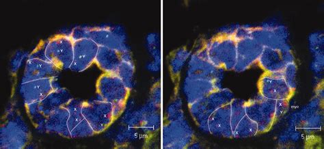 Interaction With The Mammary Microenvironment Redirects Spermatogenic