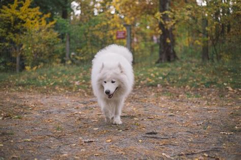 Premium Photo A White Dog Walking In The Woods With A Red Sign That