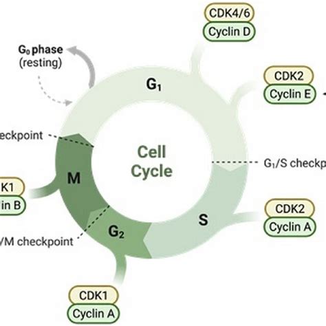 Influence Of Toxoplasma Gondii On The Cell Cycle Of The Host Cell The