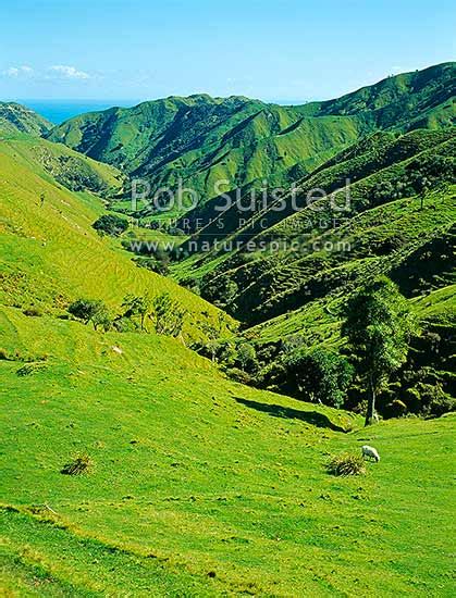 Farmland On Mahia Peninsula Mahia Peninsula Wairoa District Hawkes