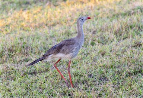 Red Legged Seriema Cariama Cristata In Brazil Stock Image Image Of