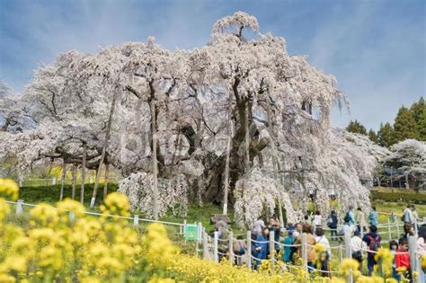 三春滝桜 No 28987090｜写真素材なら「写真ac」無料（フリー）ダウンロードok