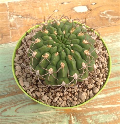 Gymnocalycium Oenanthemum Archivi Giromagi Cactus