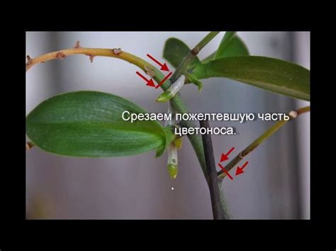 Орхидеи =~~~- | Орхидеи, Растения, Садовые растения