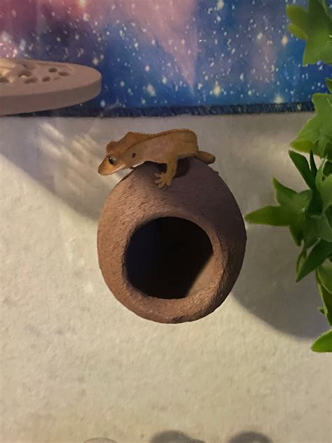 3d Printed Hanging Coconut Hide With Suctions Cups For Geckos Etsy