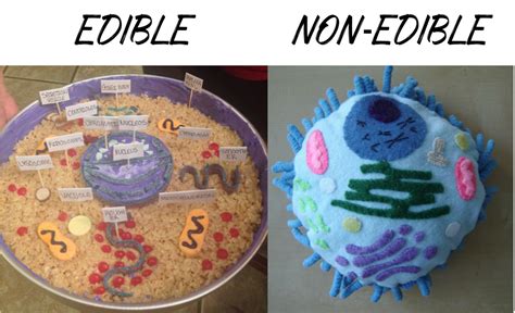 How To Build A Cell Model - Perspectivenumber Moonlightchai