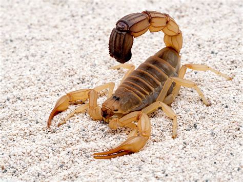 Is a Scorpion an insect? - The Spider Blog