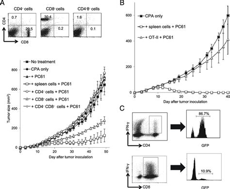 Donor Cd T Cells Are Required For The Augmentation Of Antitumor