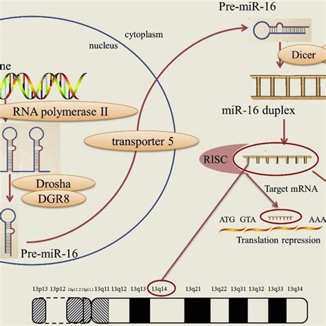 The Role Of Mir 16 In Immune Cell Function Pd L1 Programmed Cell Download Scientific Diagram