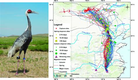 Spring Red And Autumn Blue Migration Routes Of White Naped Cranes