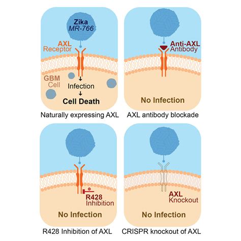 AXL Receptor Is Required For Zika Virus Strain MR 766 Infection In