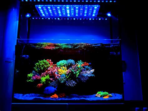 Incroyable Aquarium R Cifal Domin Par Sps De Gallons Clair Par